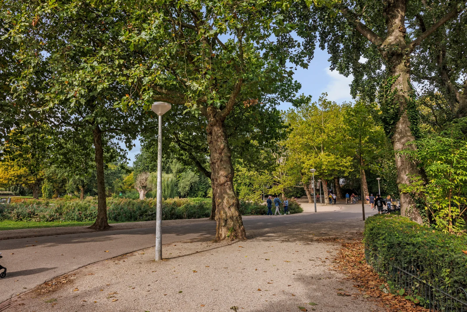 Wandelpad onder oude platanen, met een lantaarnpaal en een geschoren haag langs de route