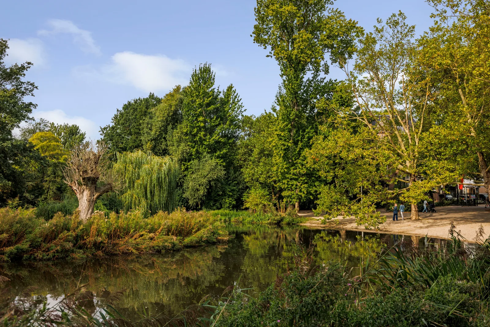 Treurwilgen en riet langs de vijver, op de achtergrond loopt een zandpad