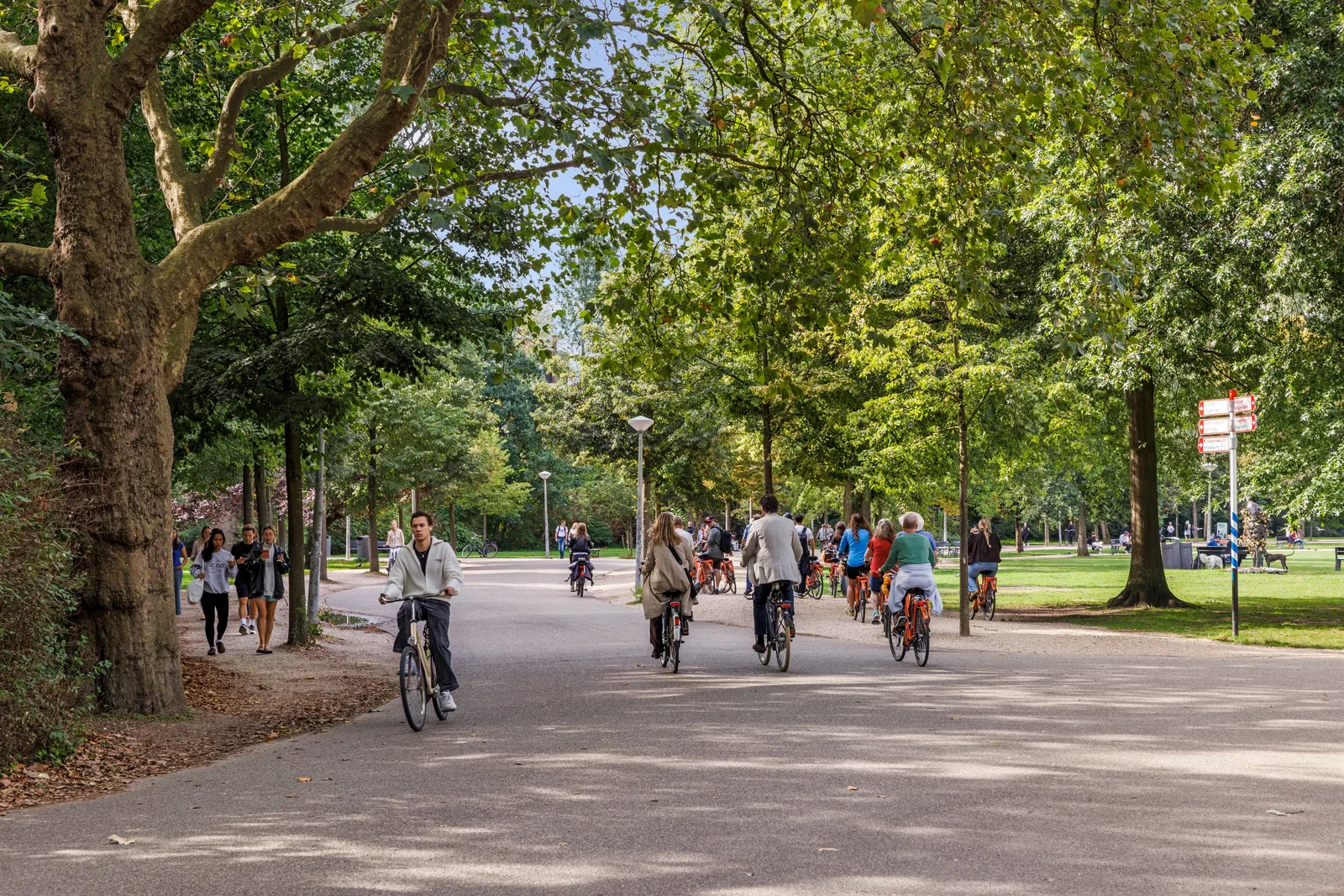 Fietsers, wandelaars en honden op de doorgaande route tussen hoge plataanstammen